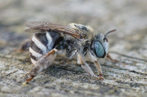 Réf. 271 773 : Tetraloniella sp.